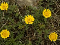 Anacyclus radiatus 1, Saxifraga-Willem van Kruijsbergen